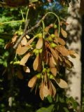 Acer pseudoplatanus